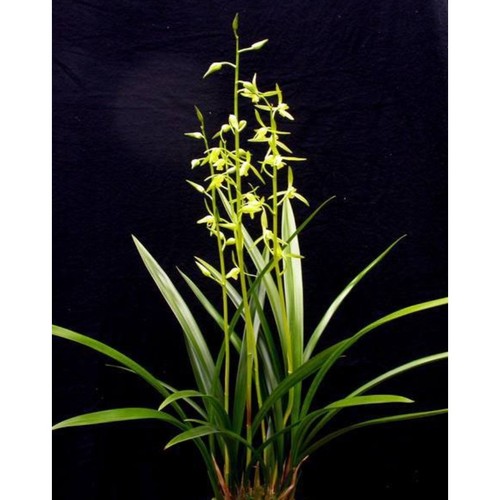 Cymbidium sinense
