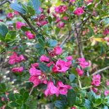 Large escallonia - cm, x