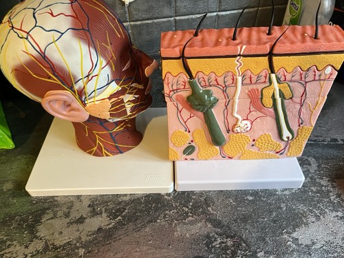 Medical anatomy learning - medical,