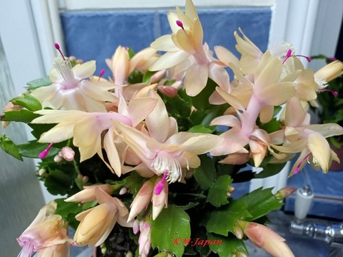 Schlumbergera christmas - 1,