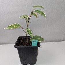 Ficus benjamina ‘Variegata’ – Variegated Weeping Fig Houseplant