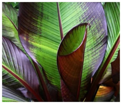 Ensete maurelii red - ensete, maurelii|