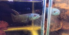 Wild Betta ANTUTA  - Betta male & female 9cm - #Pair #aquariumfish #biotop