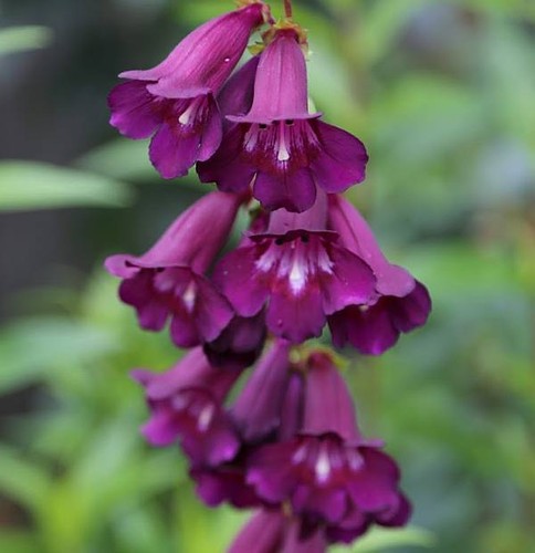 Beardtongues penstemon - -,