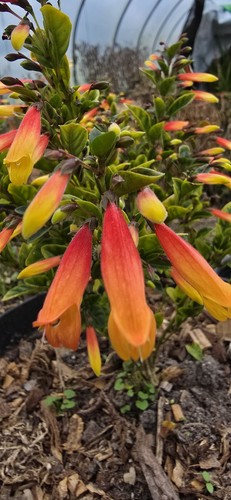 Jacobinia pauciflora brazilian - pauciflora,