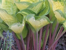 Hosta Volcano Island ( Pot