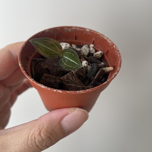 Jewel orchid ludisia discolor - orchid,