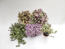 Callisia Plant Cuttings Set 5 or 7 Varieties Starter Collection Kribo Rosato etc