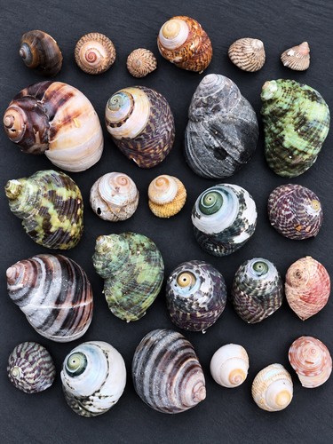 Mixed spiral seashell - spiral,