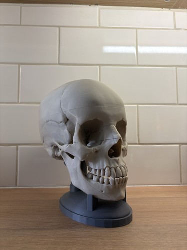 Realistic life size human - realistic,