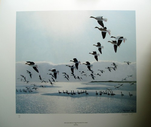 Peter scott greylags came - -,