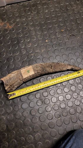 Old large horn craft - old, stick