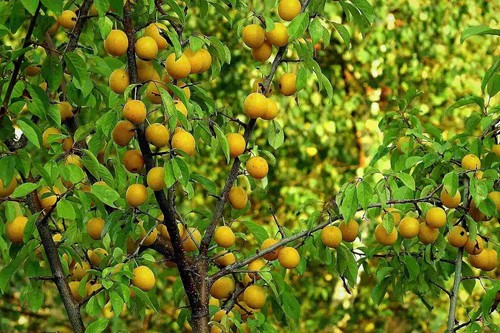 Prunus oullins golden gage - prunus,