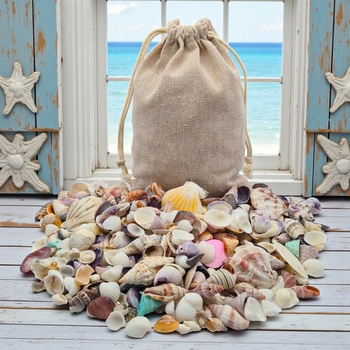600 colorful mini seashells - colorful,