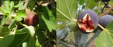 2 Mixed Fig Fruit Trees |