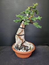 Tanuki Needle Juniper Bonsai