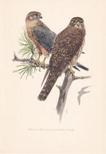 1954 MERLIN FALCON Bird Print