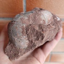 Jurassic Age of Dinosaur Egg