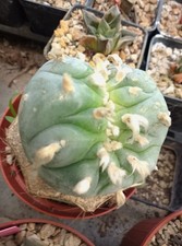 Ariocarpus Willy Crestata