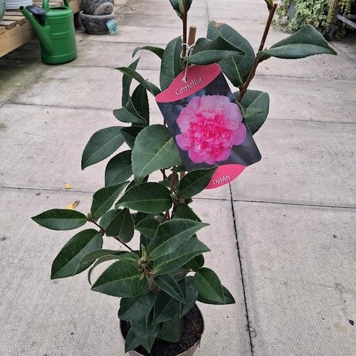Camellia japonica debby - 1,