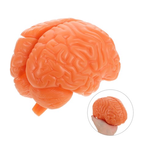 Human brain model - human,