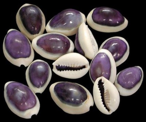 Purple top cowrie shells - top,