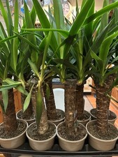 QUALITY YUCCA ELEPHANTIPES