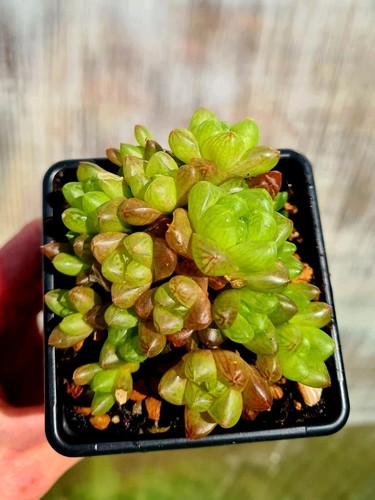 Haworthia cymbiformis var - haworthia,