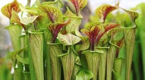 Sarracenia oreophila - x,