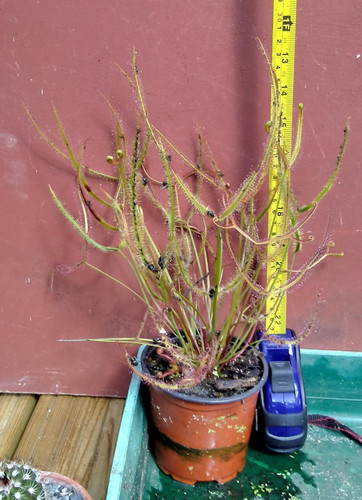 Drosera binata sundew - drosera,