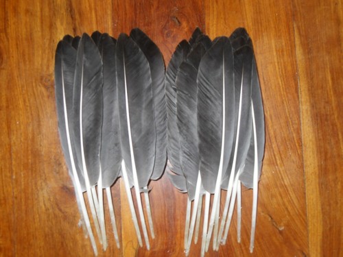 Goose wing feathers fly - 20,