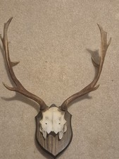 This Vintage Stag Deer Skull