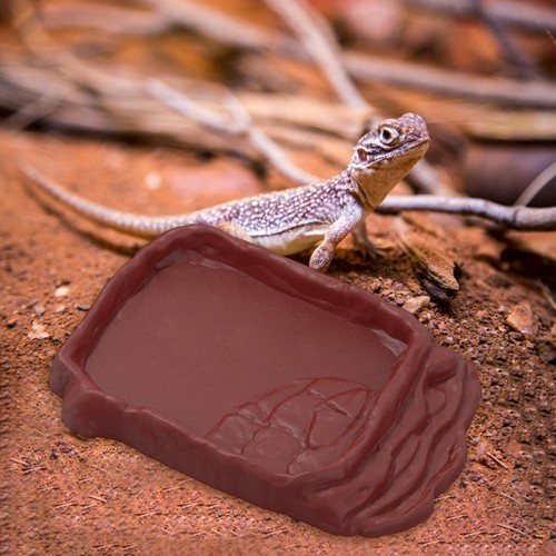 Reptile food bowl water dish - reptile,