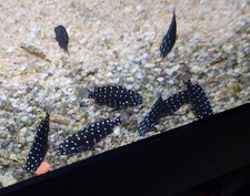 Tropheus Duboisi Maswa USA