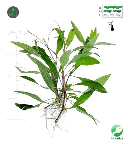 Hygrophila siamensis 53b - 5,