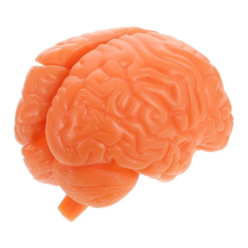 Human anatomy teaching model - human,