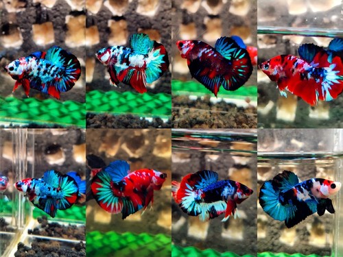Hmpk koi galaxy - *, betta