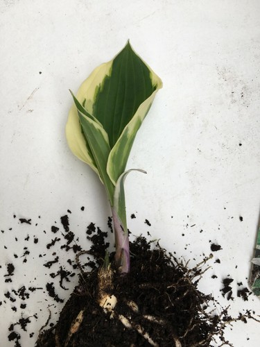 Hosta patriot medium - hosta,