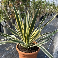 Yucca gloriosa variegata - yucca,
