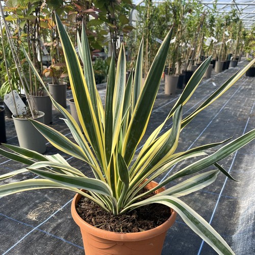 Yucca gloriosa variegata - yucca,