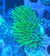 neon green Toadstool Reef Mushroom Leather Coral Frag Corals Frags marine 