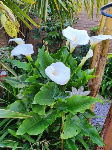 Zantedeschia aethiopica calla - zantedeschia, aethiopica,