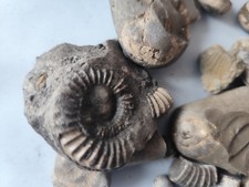 Jurassic Fossil Job Lot-Mixed