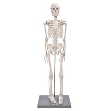 85cm Human Skeleton Model With Stand Biological Experiment Tool For Anatomical
