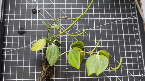 Peperomia beetle rare house - peperomia,