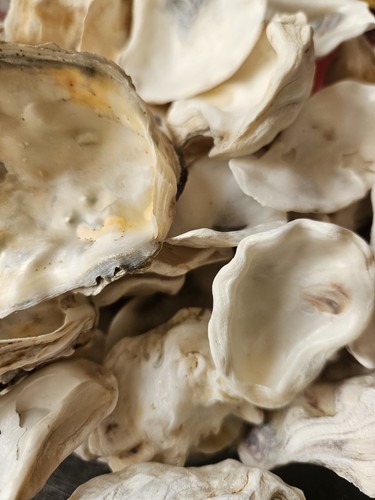 1kg oyster shells for - 1kg,