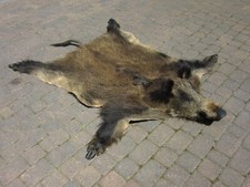 Wild boar skin with a stuffed head, tanned skin, fur, trophy, taxidermy, carpet