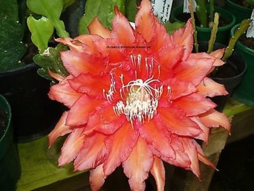 Epiphyllum kiwi temptation - kiwi,