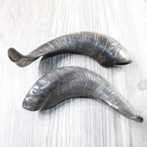 Sheep horns 3150 - horns, #3150