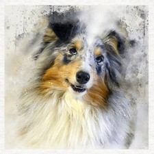 Dog -Shetland Sheepdog- Fabric